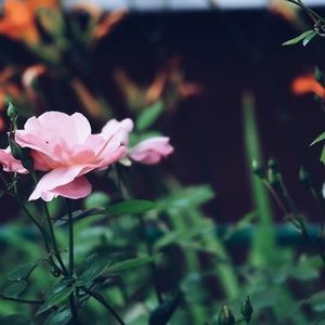 Meet your Posher, Meghan